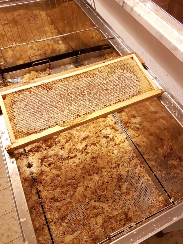 Giannetti Artisans honeycomb right before the chestnut honey extraction