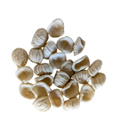 Italian Orecchiette Pasta made with Senatore Cappelli wheat
