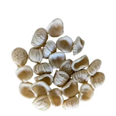 Top view of loose Giannetti Artisans Durum Wheat Orecchiette pasta imported from Puglia, Italy